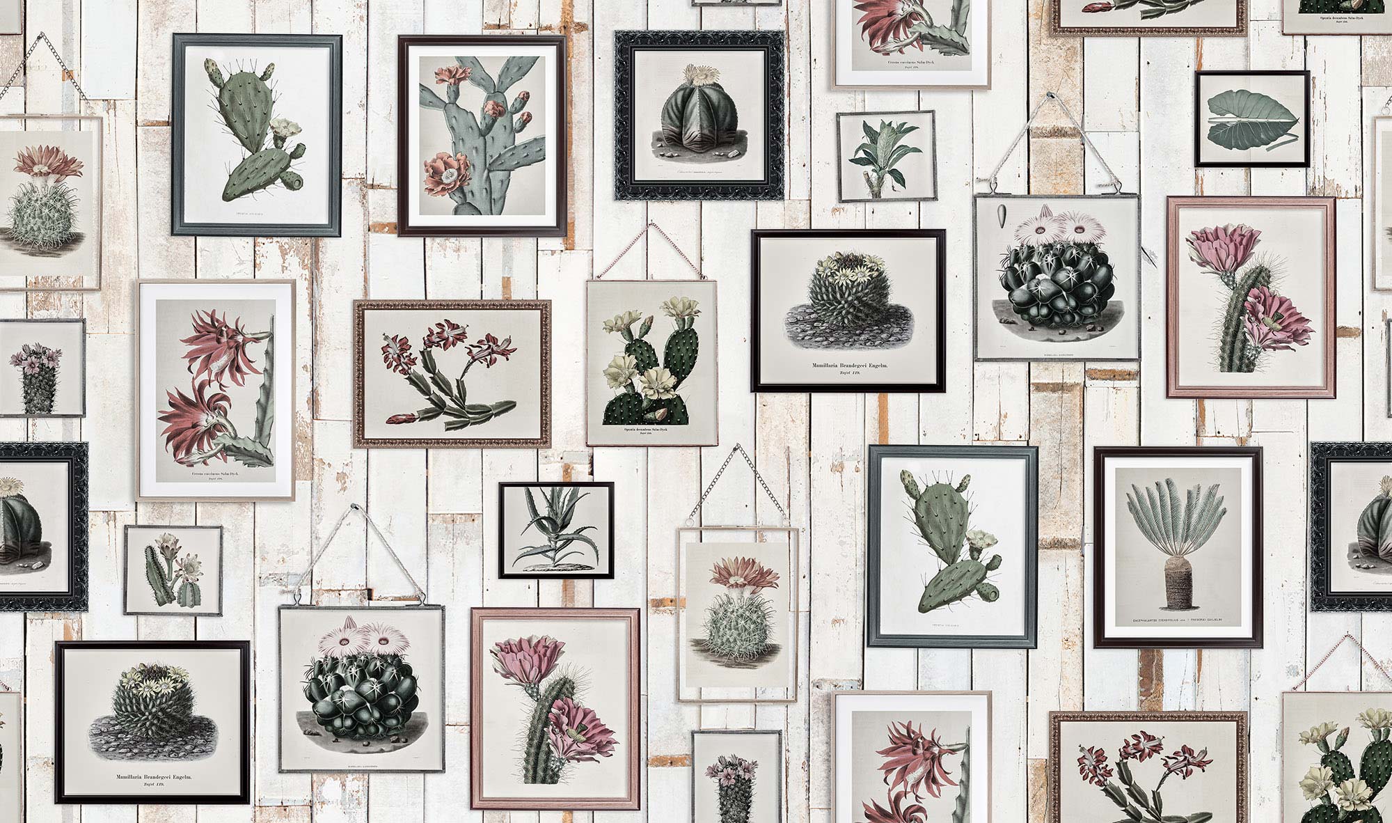 Cactus Wall Art R15322