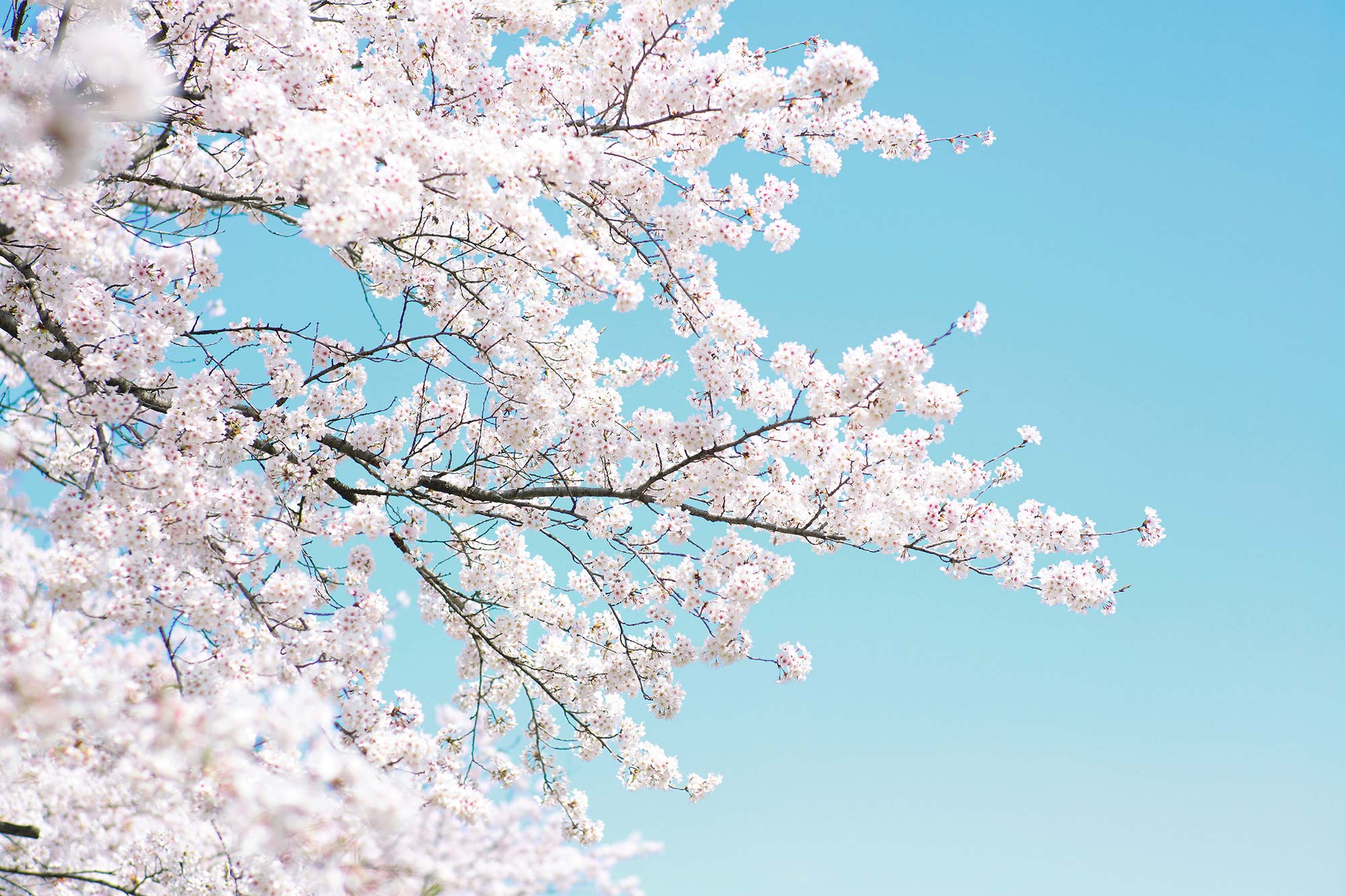Cherry Tree R15541