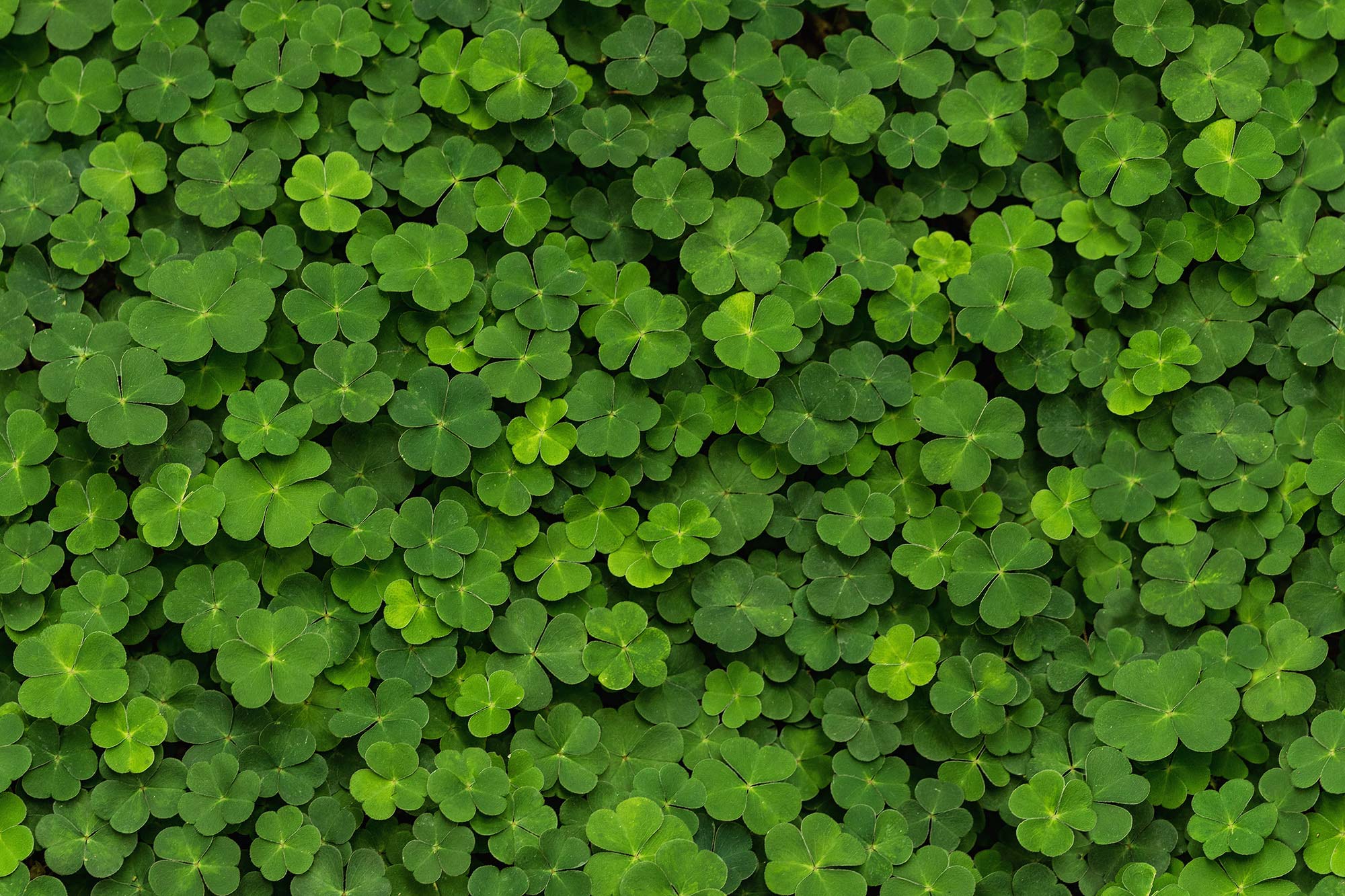 Clover R15841