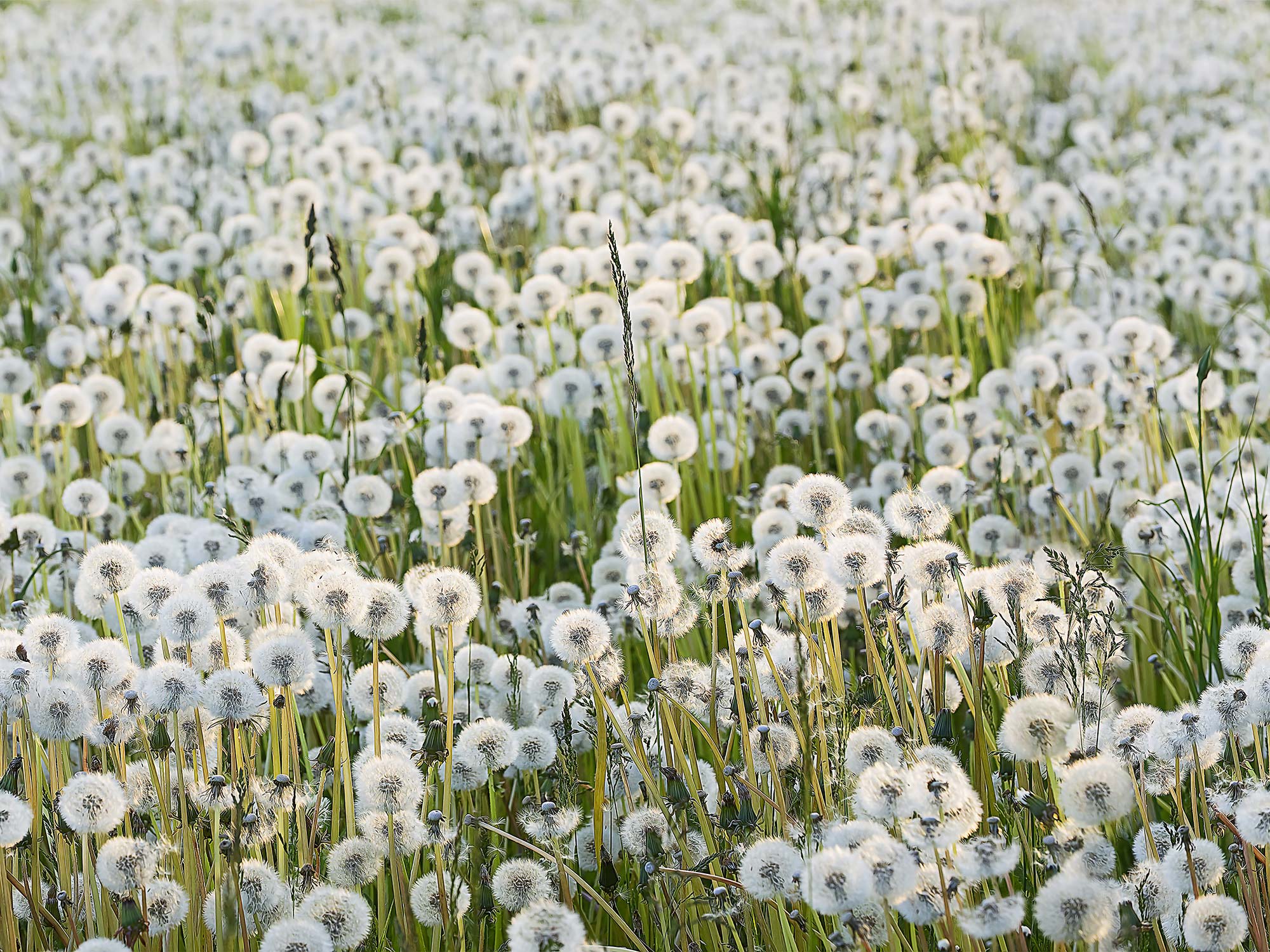 Dandelions R16351