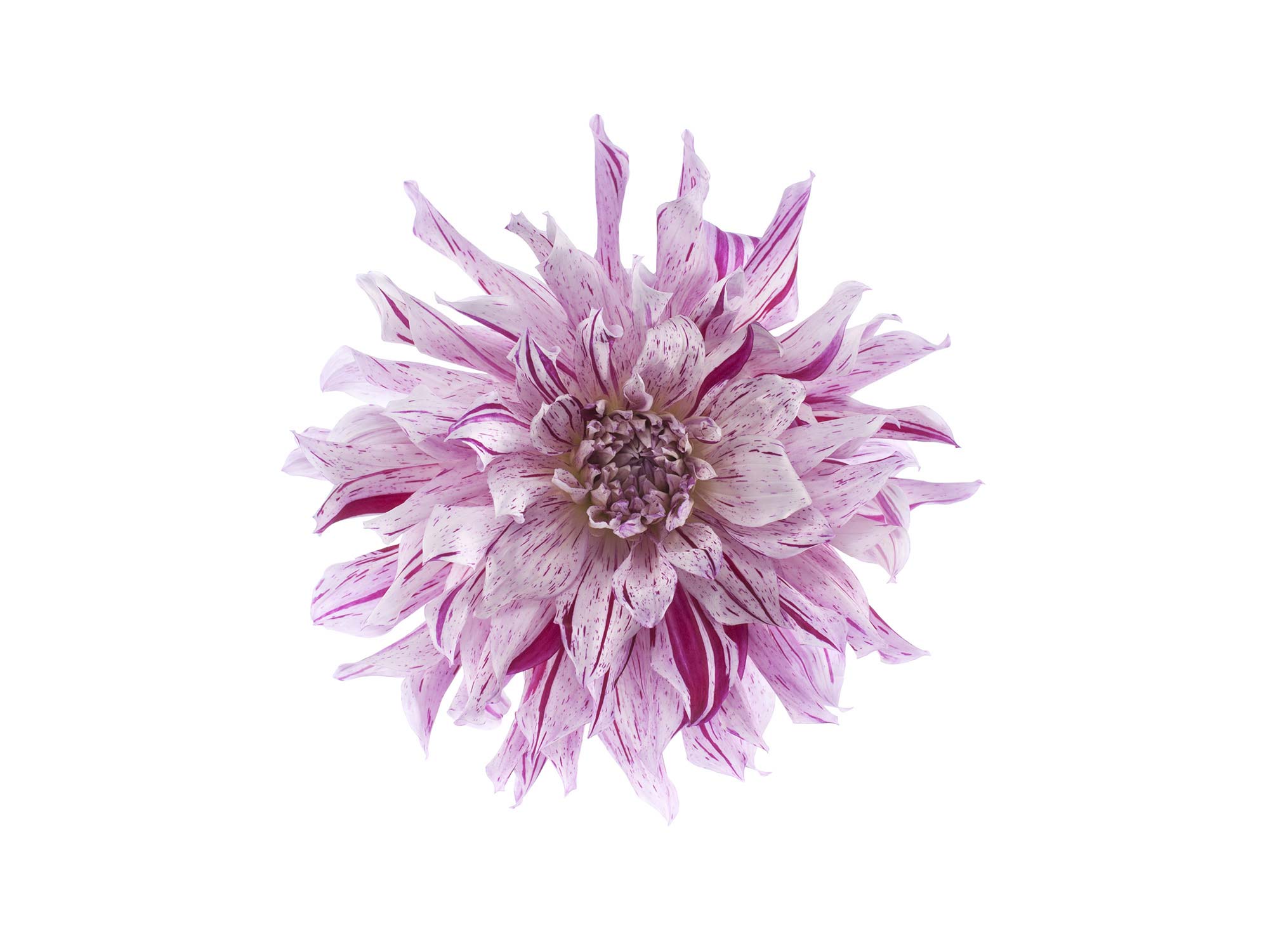 Flower R10611