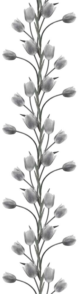 La Vie En Tulipe R13062