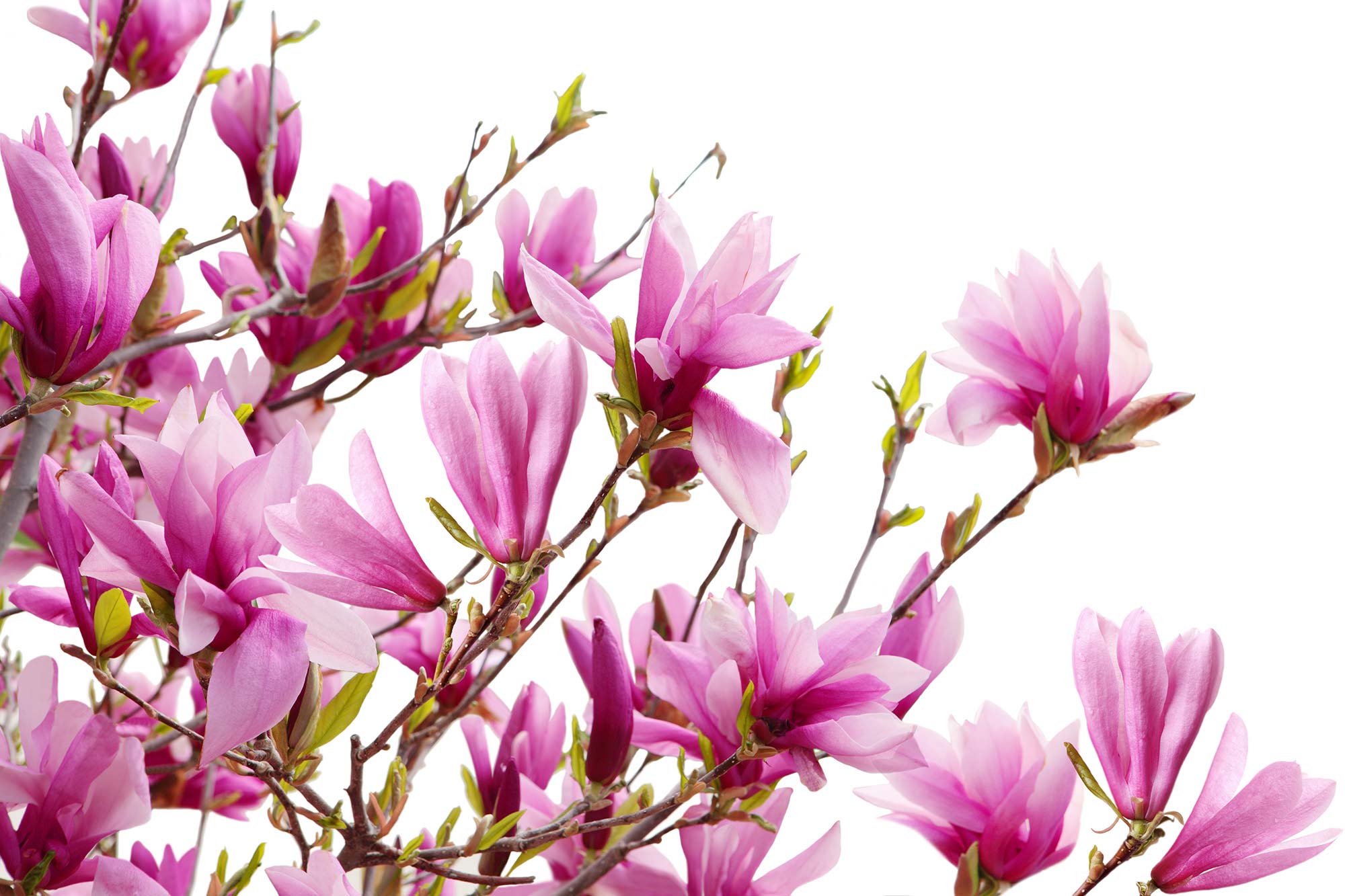 Magnolia R10591