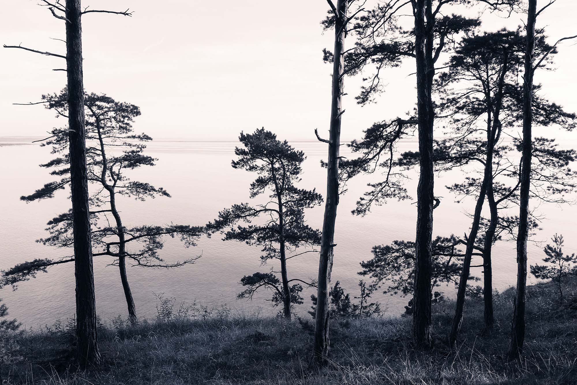 Old Pine Trees R13021