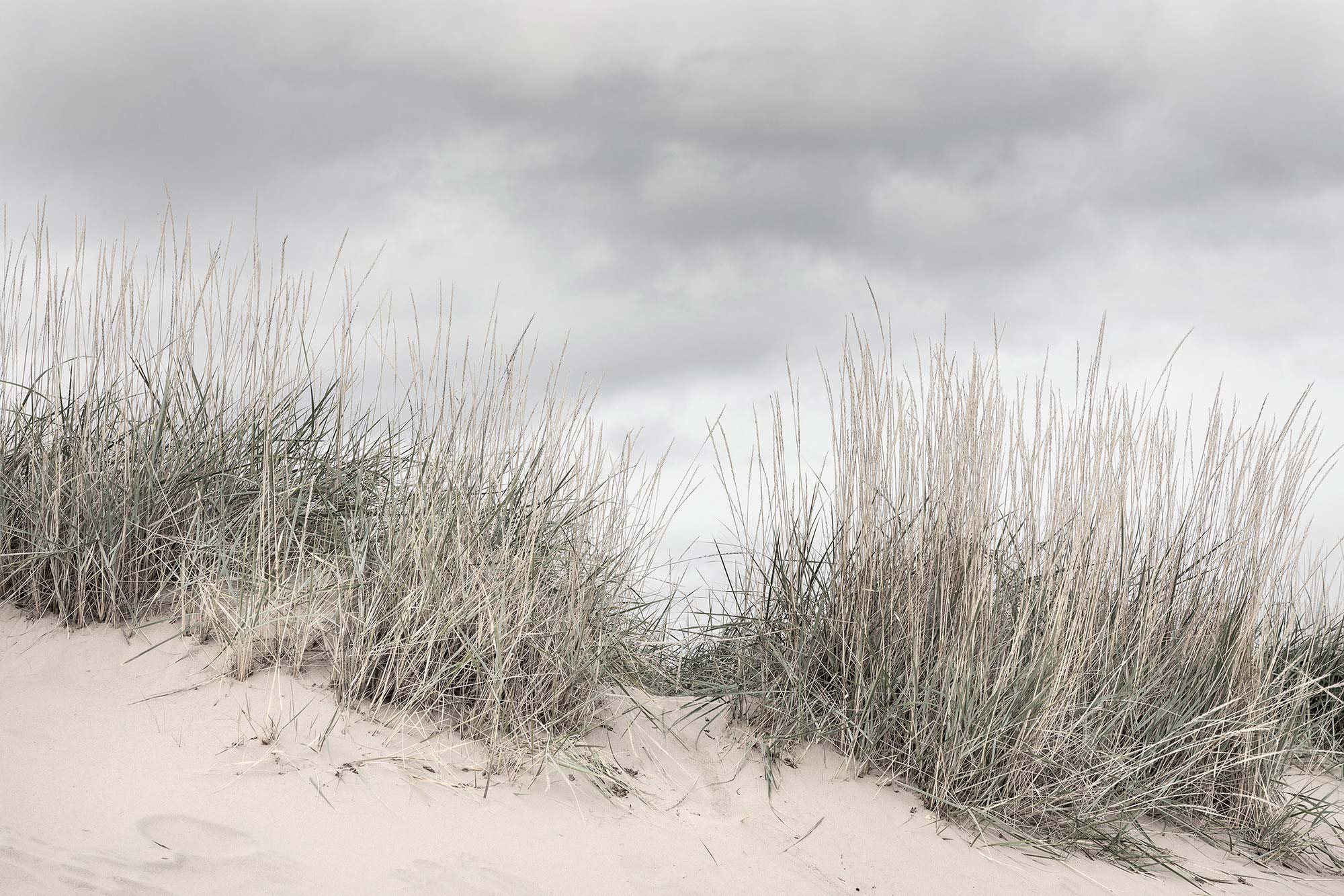 Pale Shore R16341