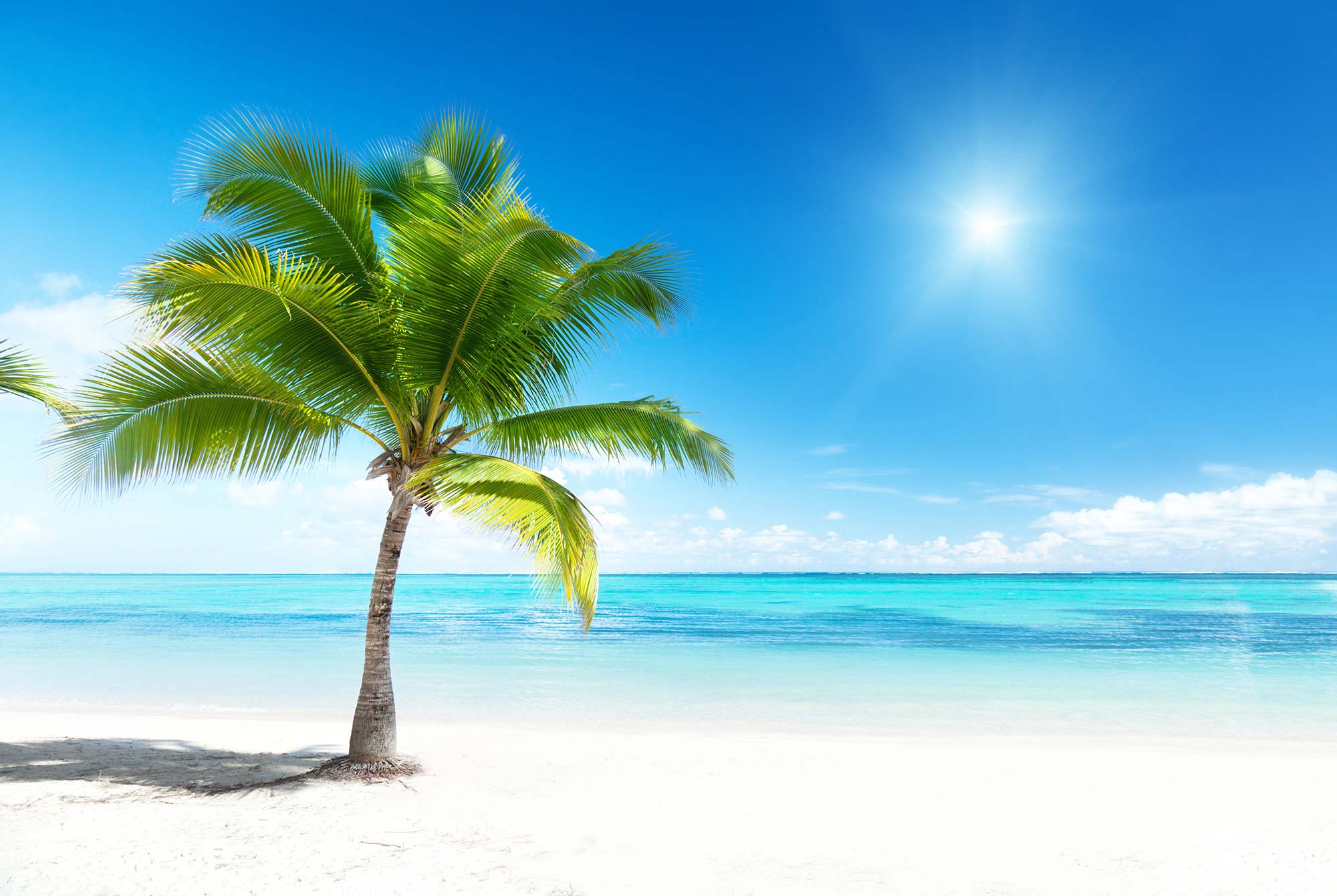Paradise R10391