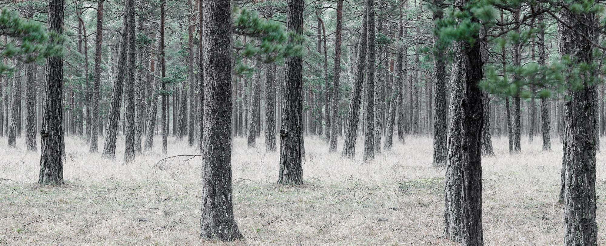 Pine Forest R13711