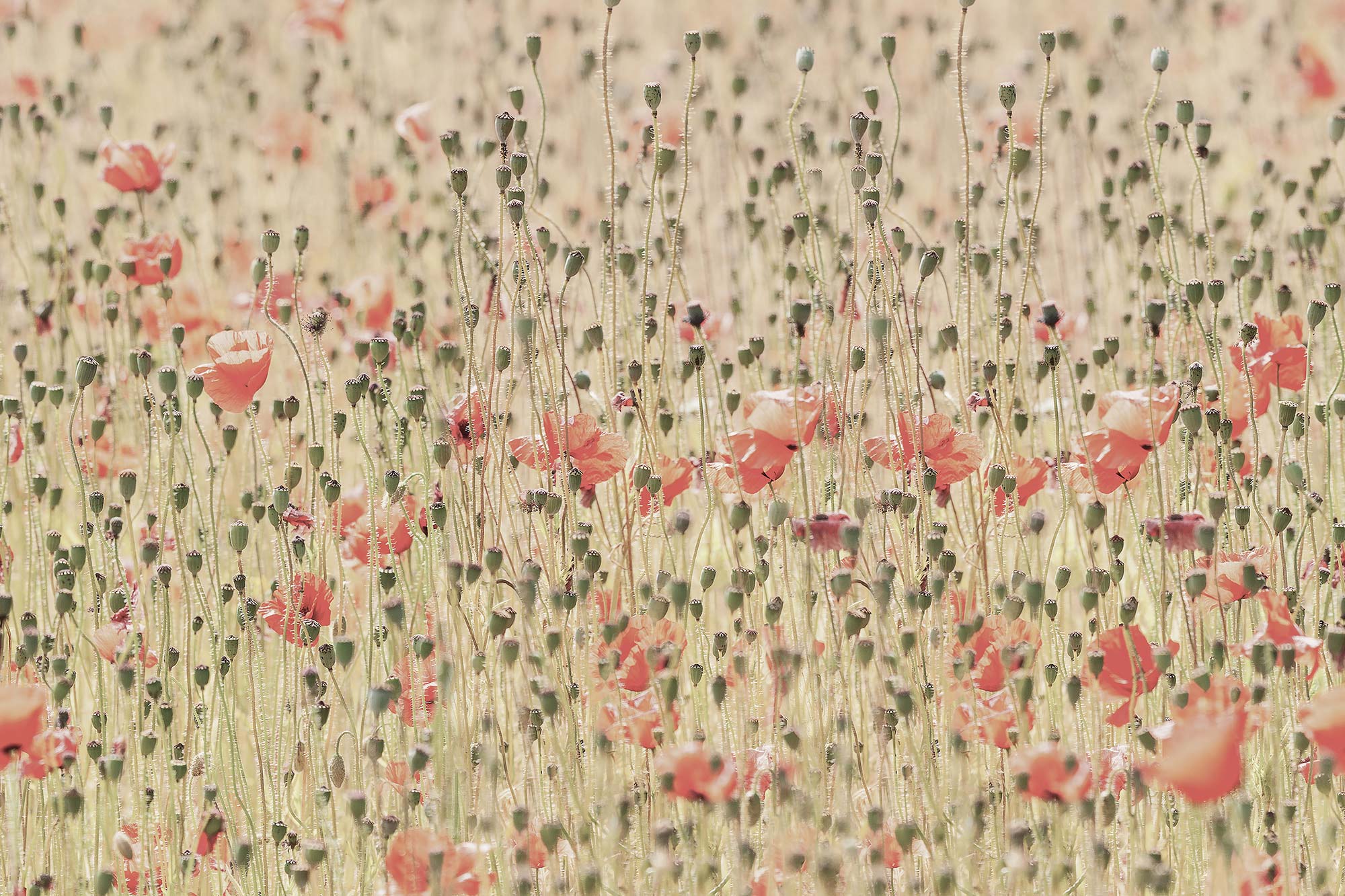 Poppies R16391