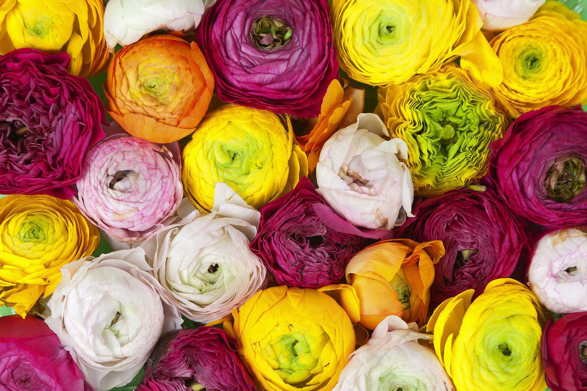 Ranunculus R13011