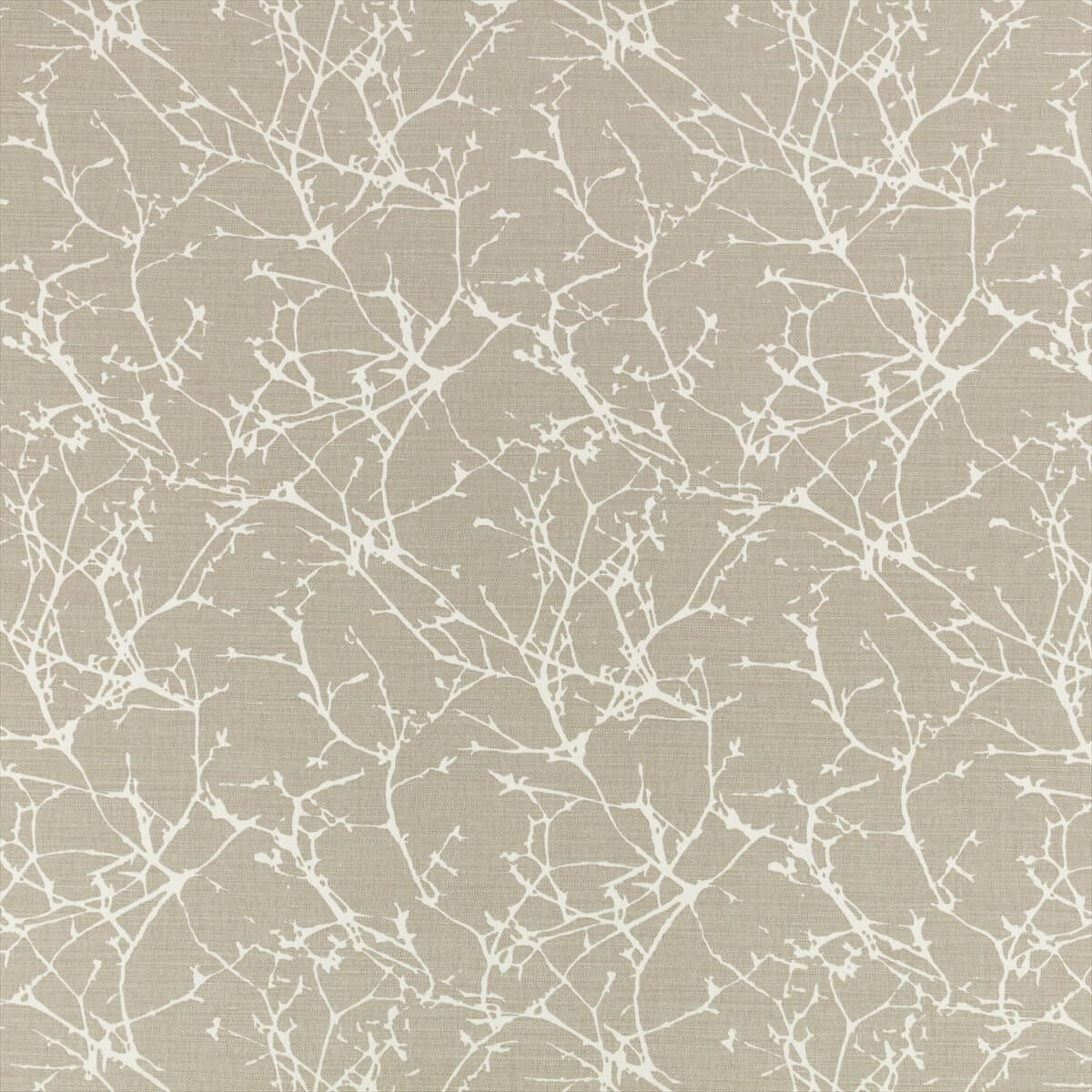 Acacia 7758-09