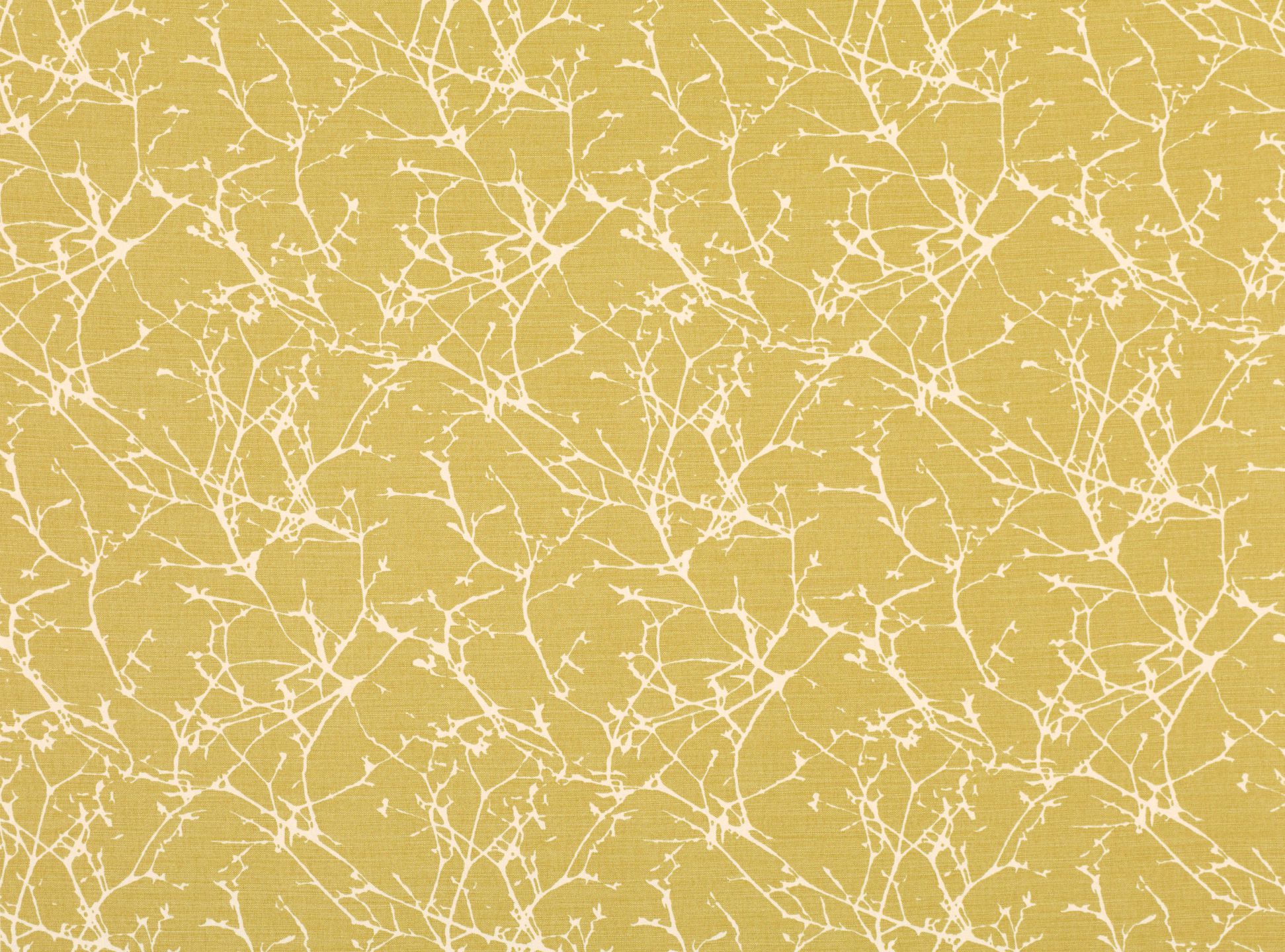 Acacia FR B7758-01