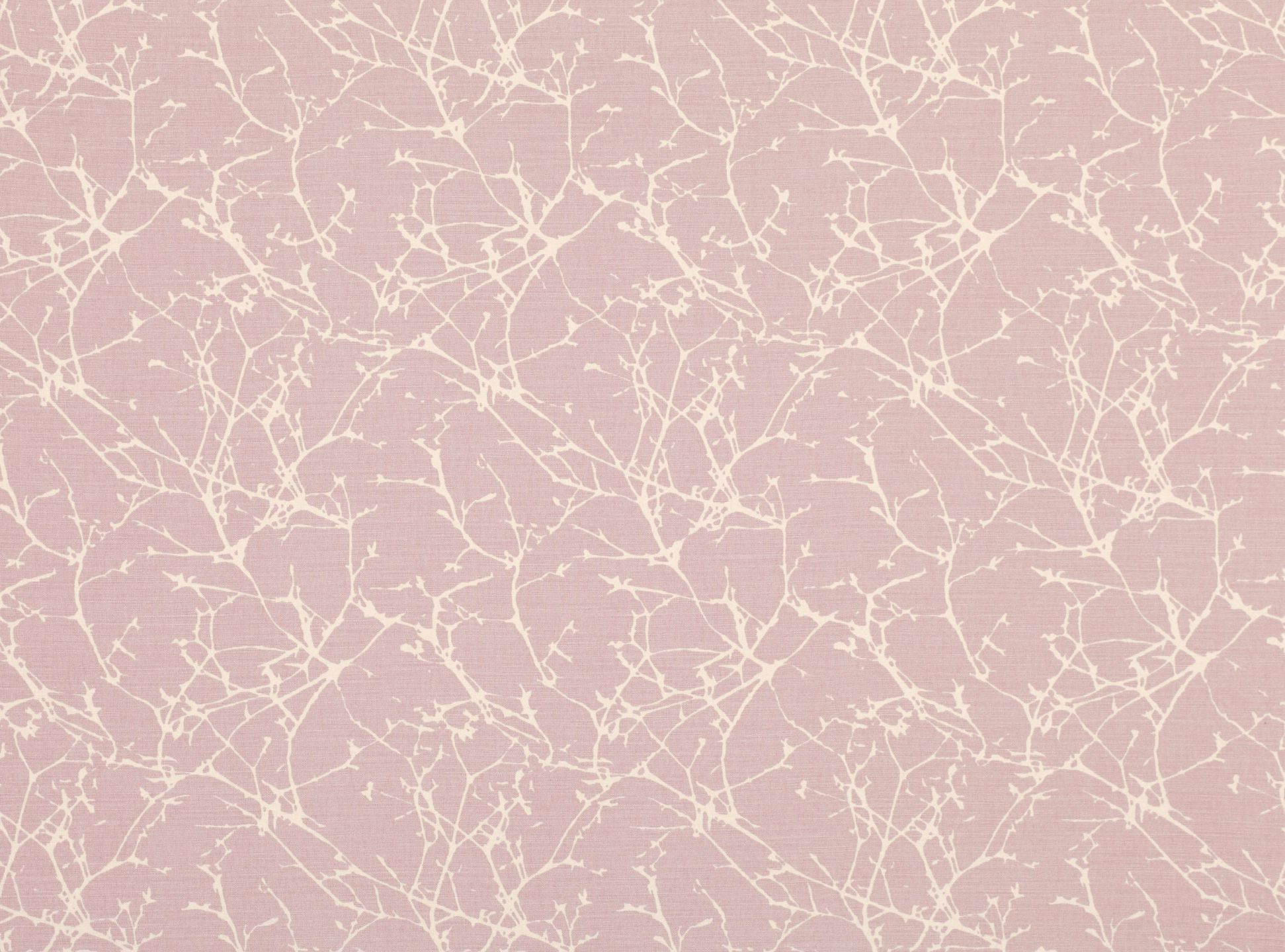 Acacia FR B7758-07