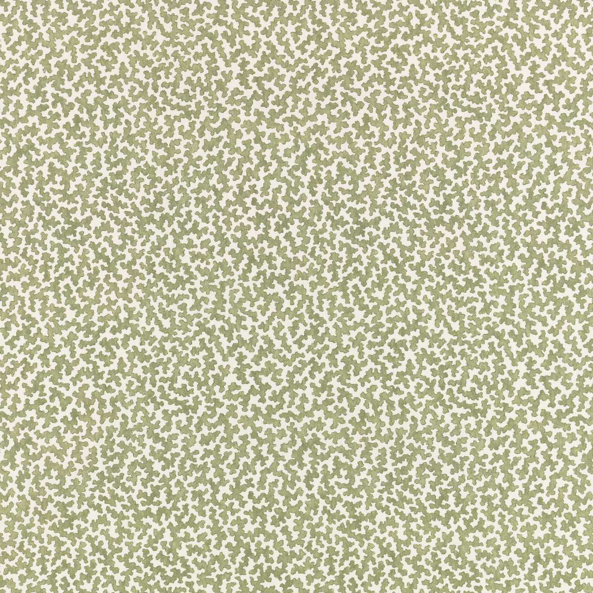 Junie Matcha