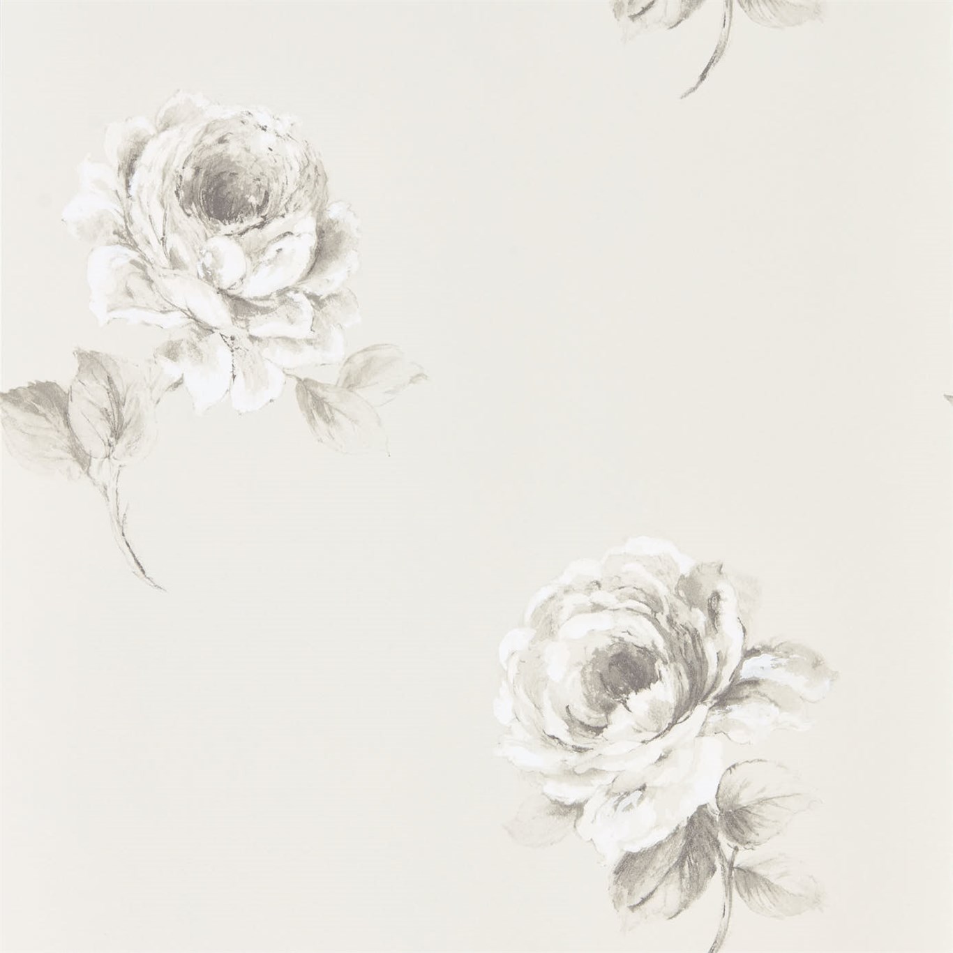 Rosa 216276