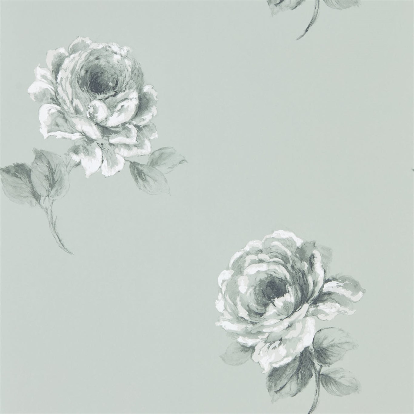 Rosa 216278