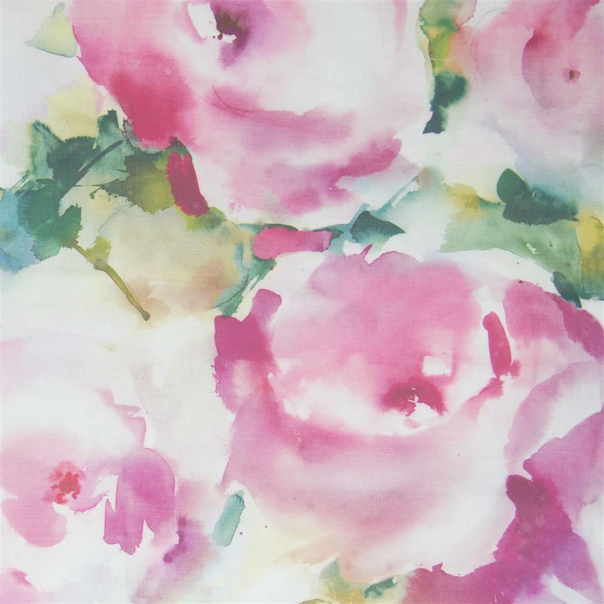 Rosa Peony