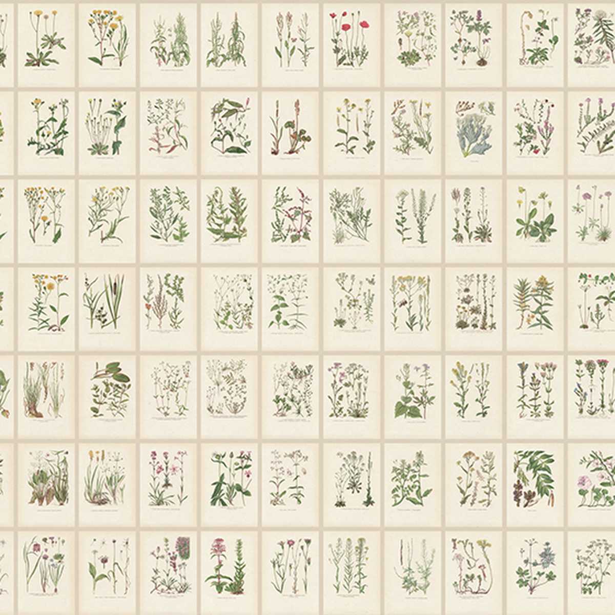 Botanica S10508