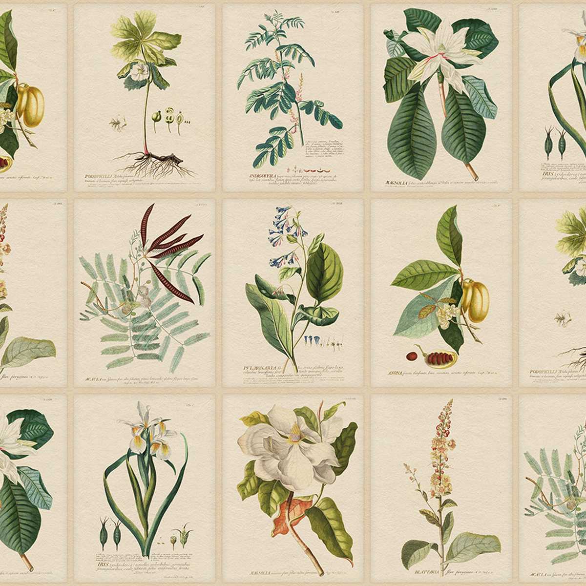 Flora S10598
