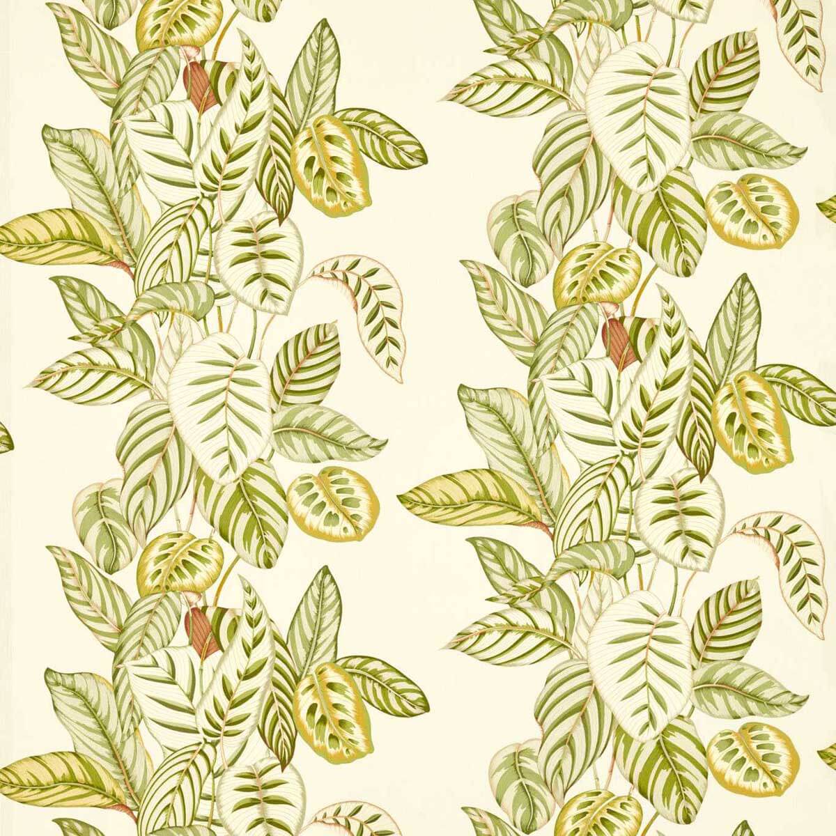 Calathea 227189