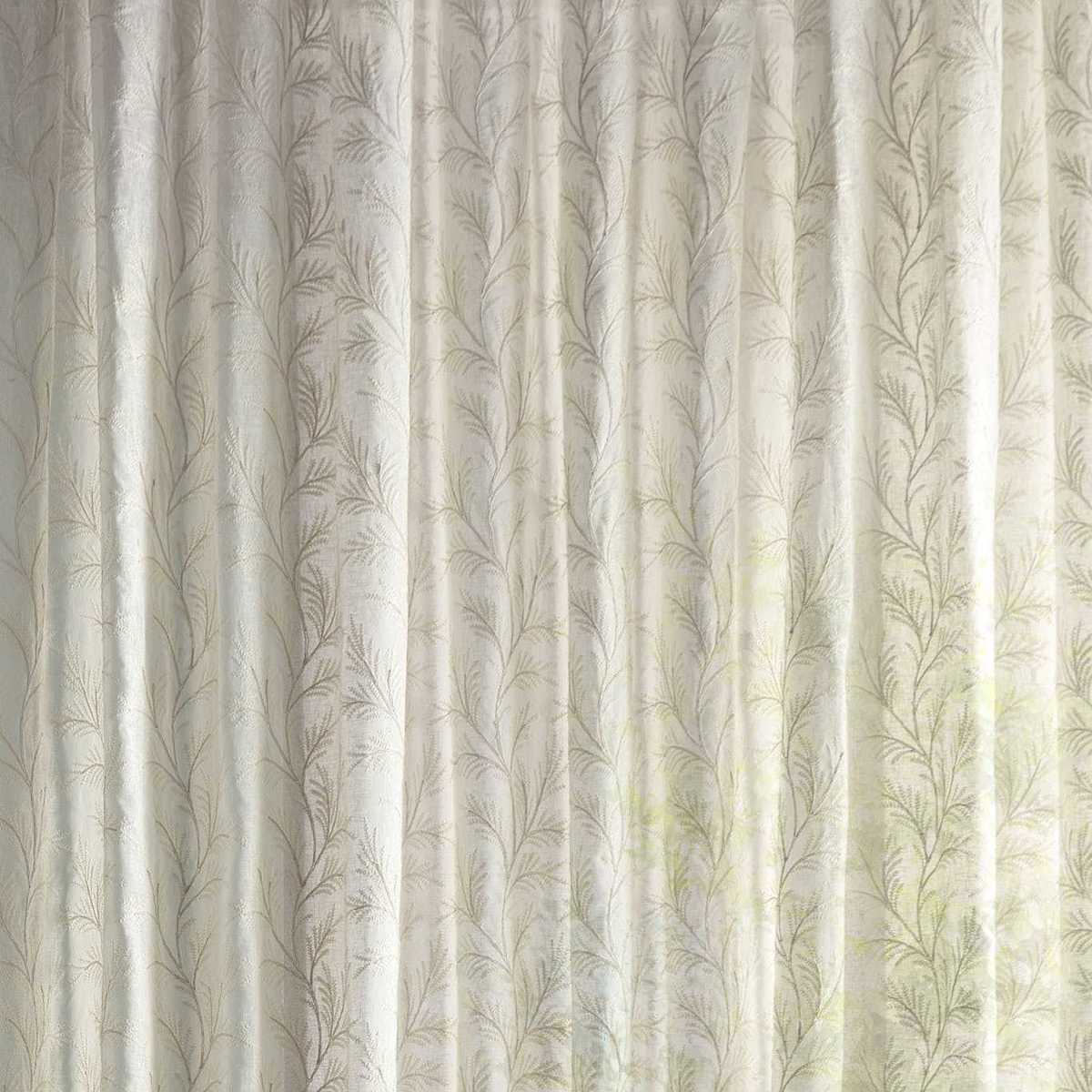 Sea Fern 237754