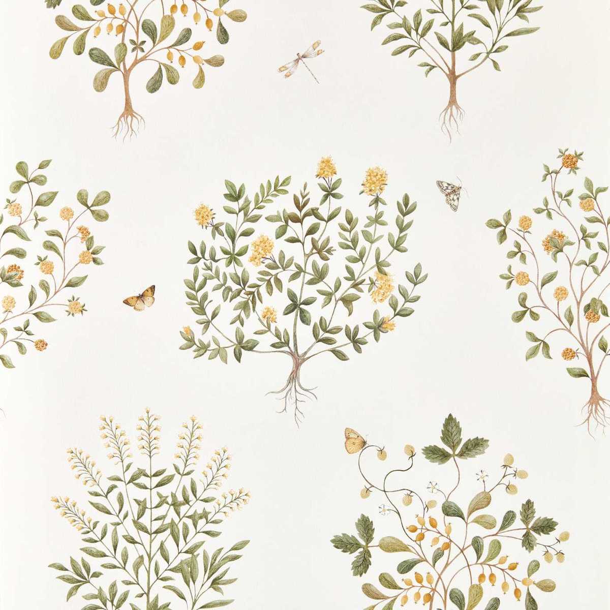 Thyme Walk 217508