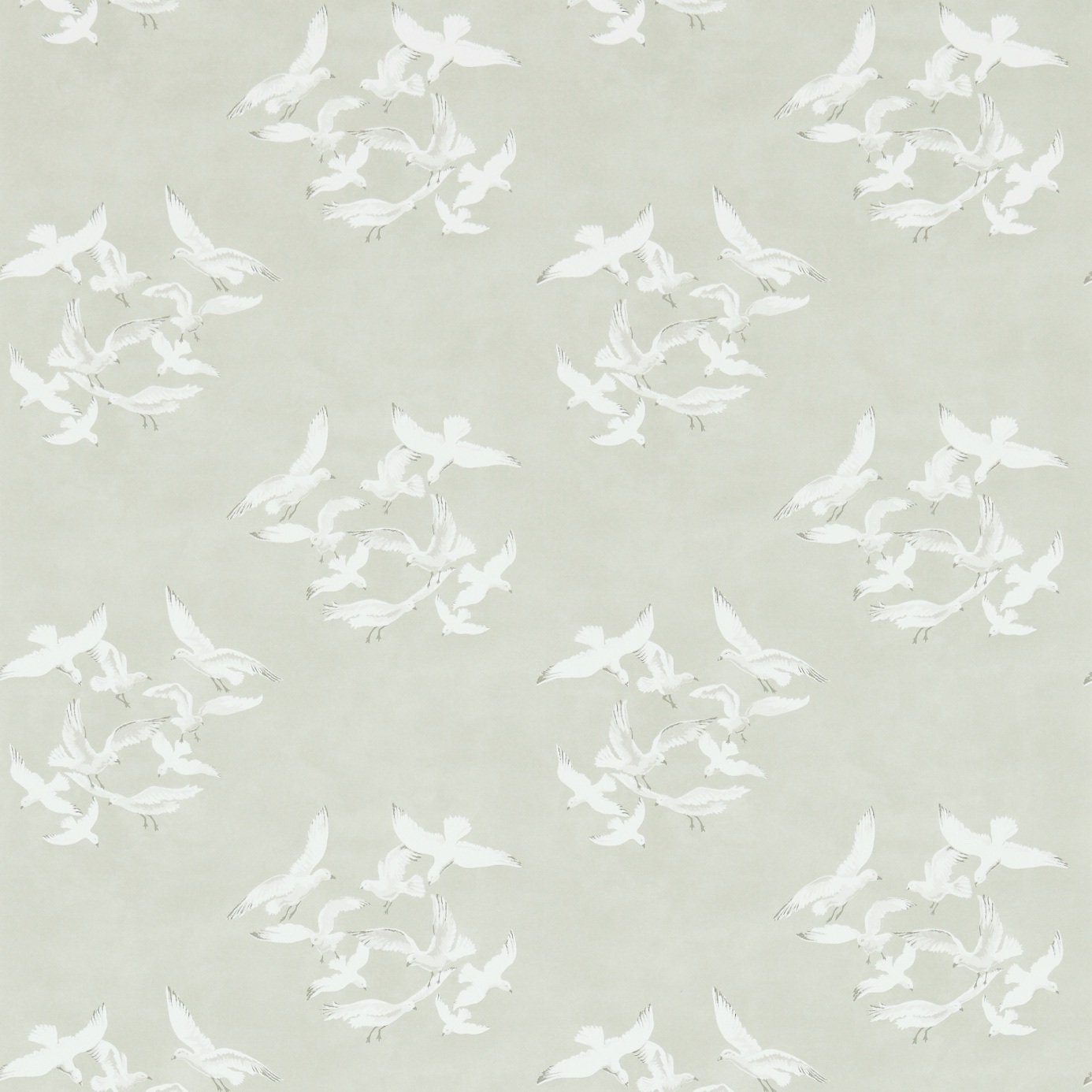 Seagulls 214587