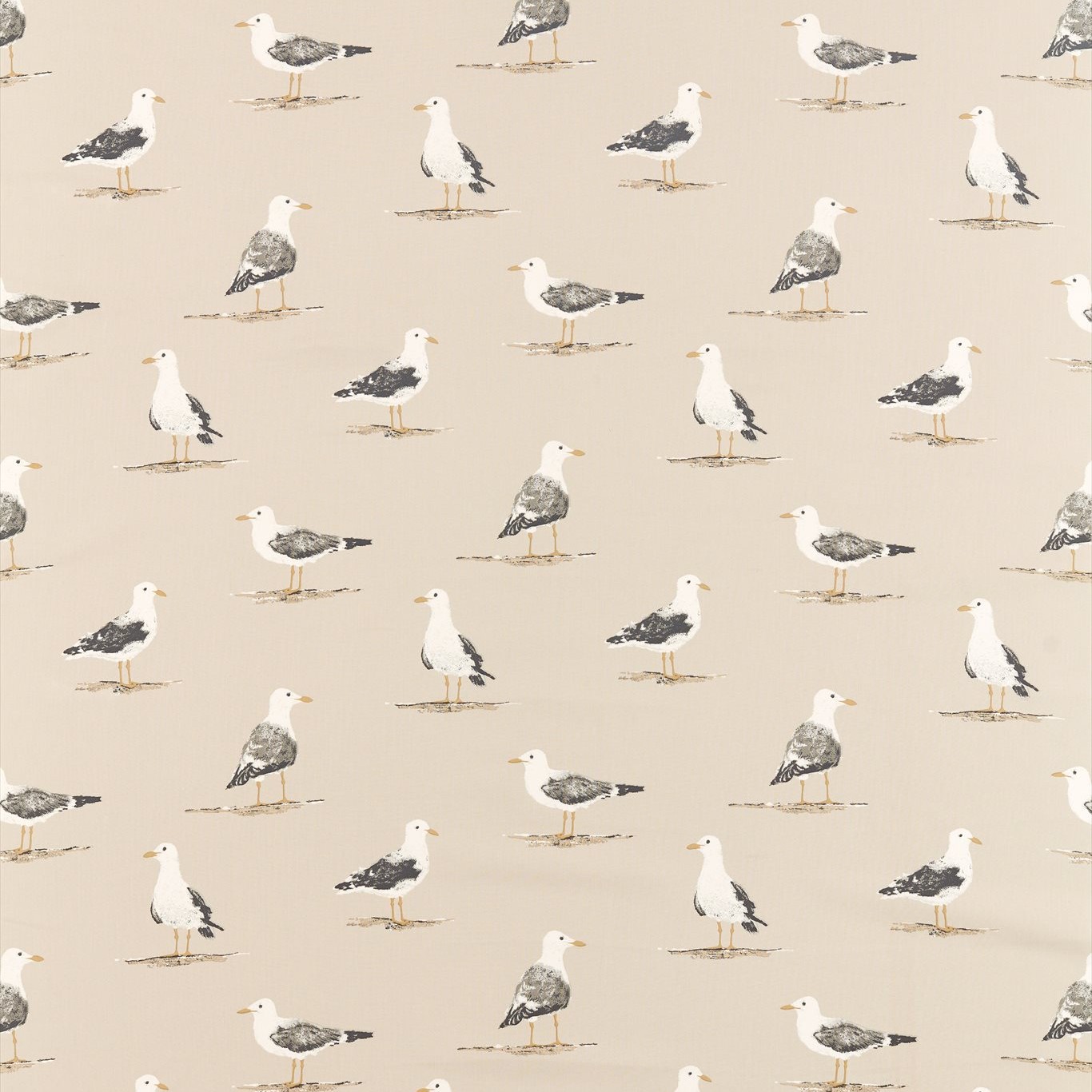 Shore Birds 226494