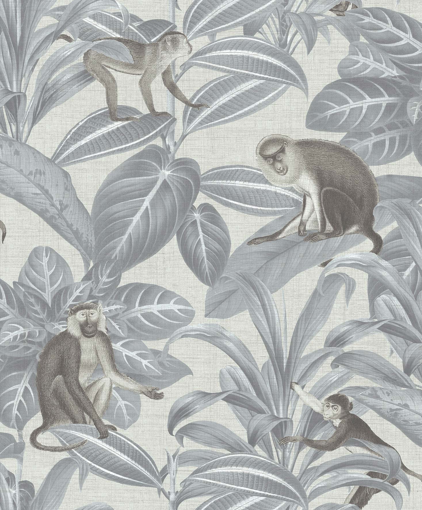 Indian Monkey DYW0007