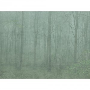 Skog 622-08