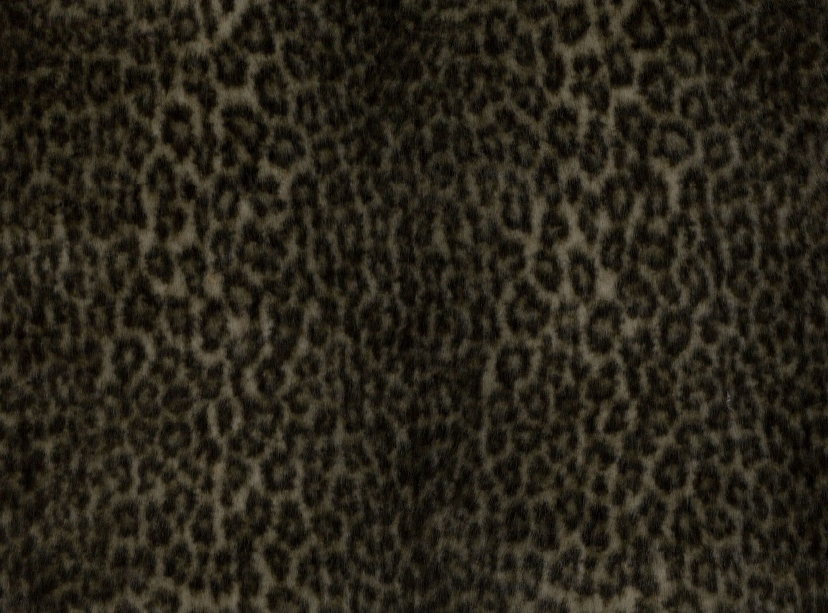 Snow Leopard Z512-01