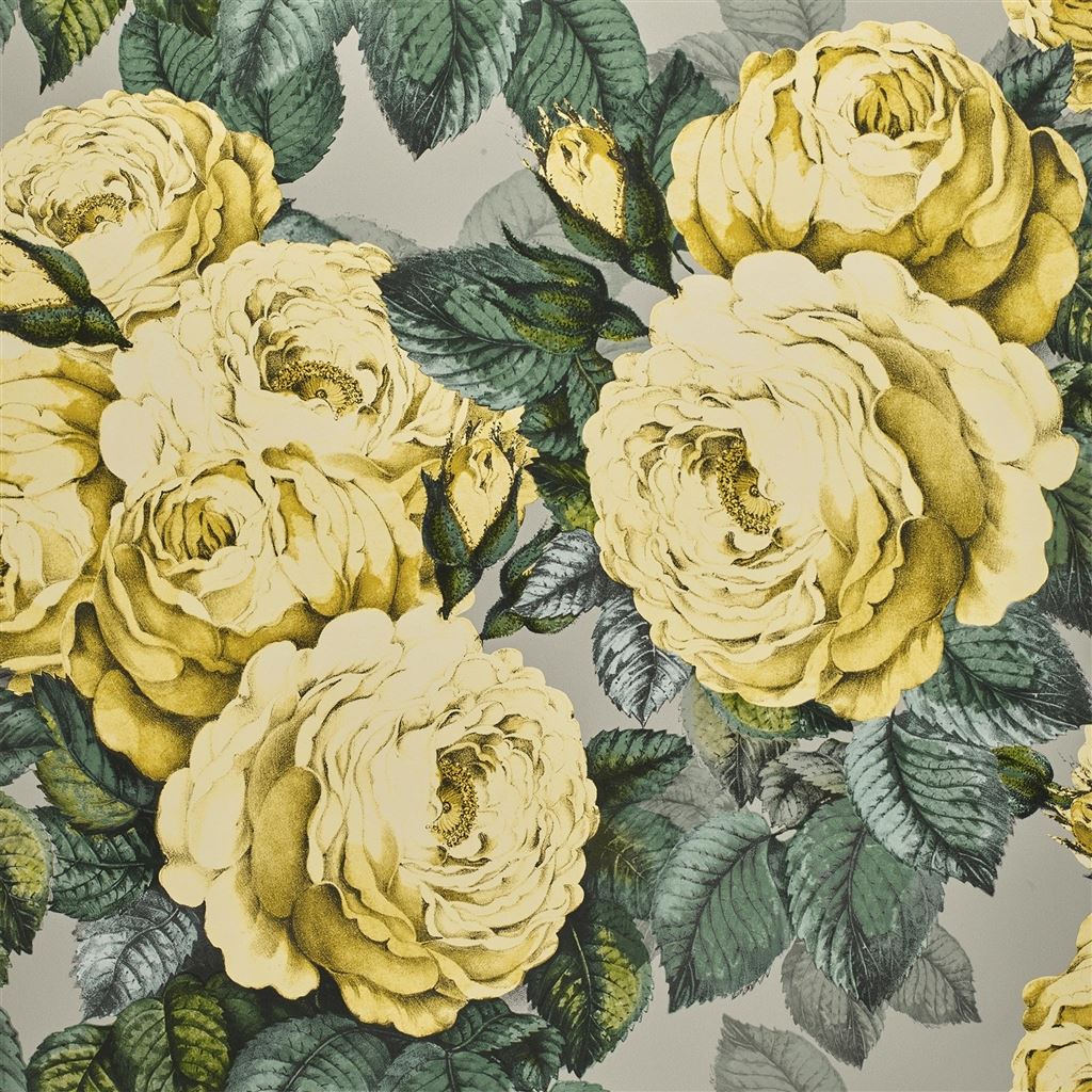 The Rose Mimosa PJD6002-05