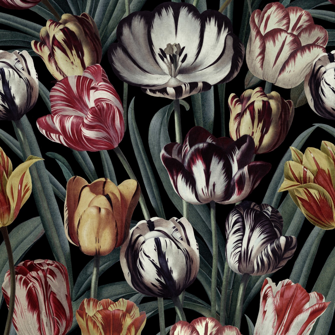 Tulipa Dark WP20177
