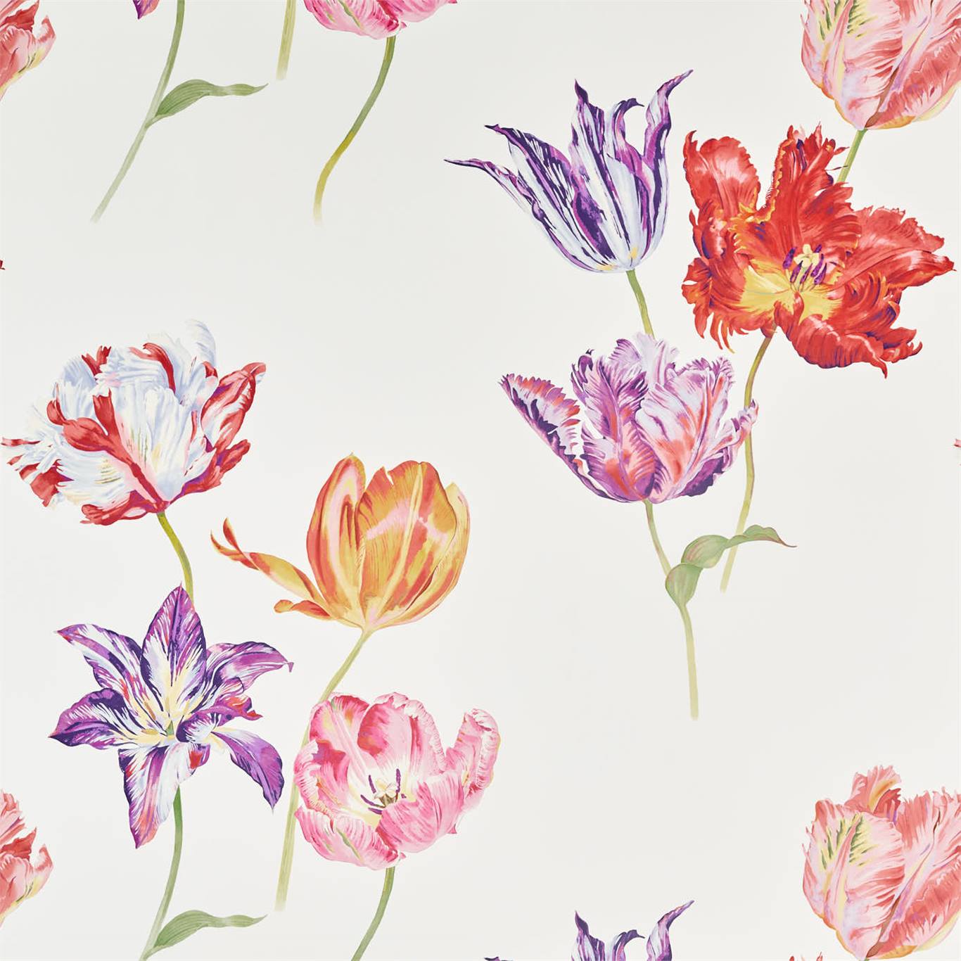 Tulipomania 216666