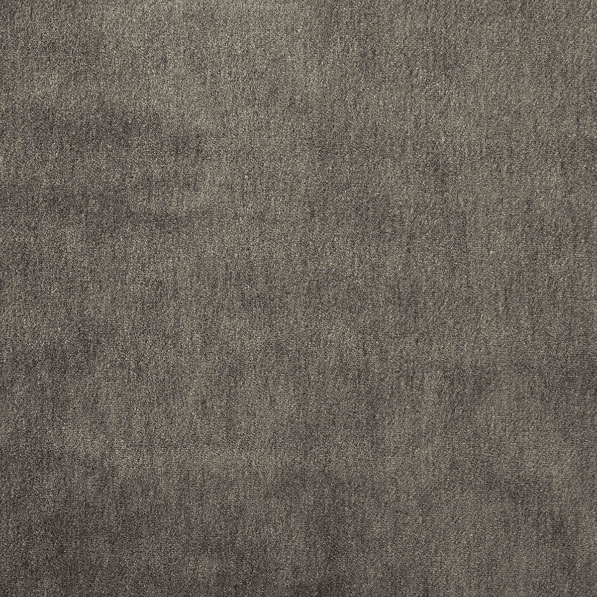 Cape-Mohair Mole
