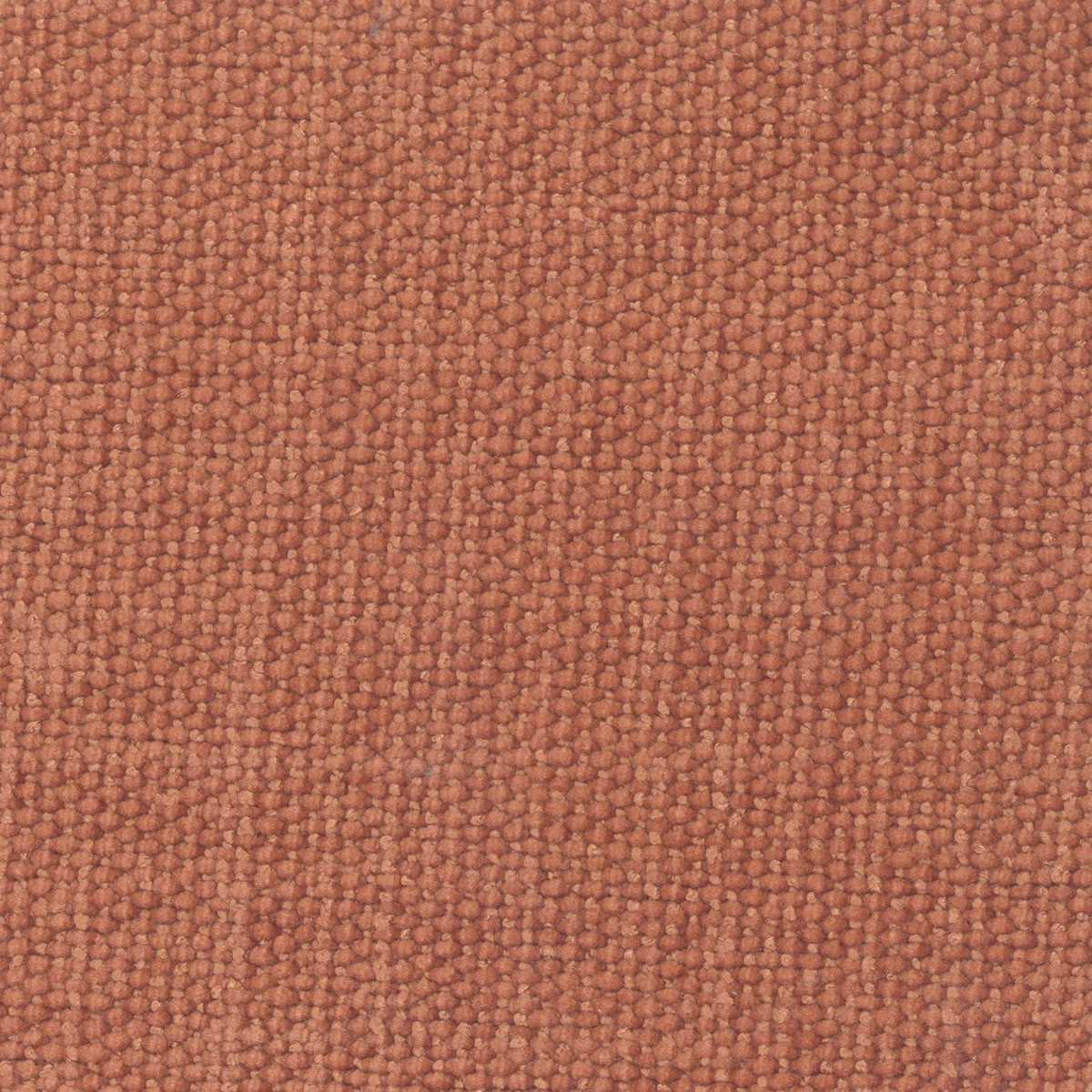 Primrose 23 Spice