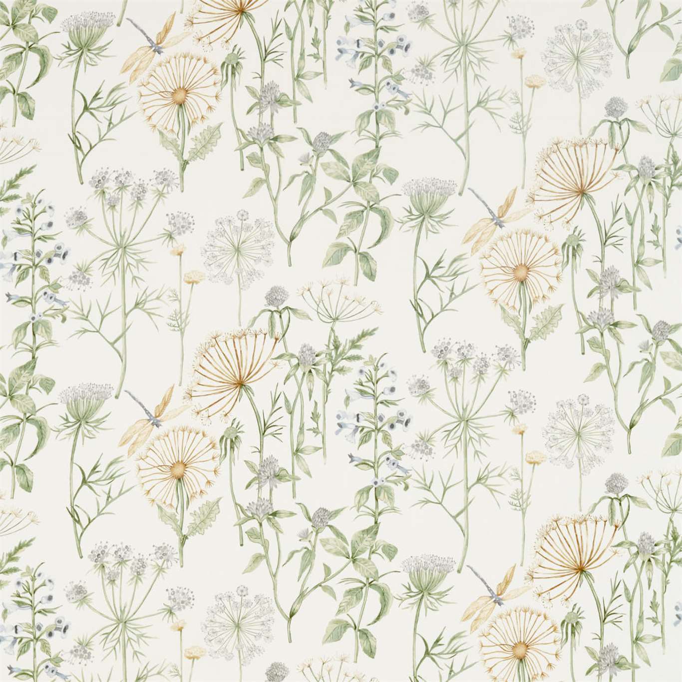 Wild Angelica 226437