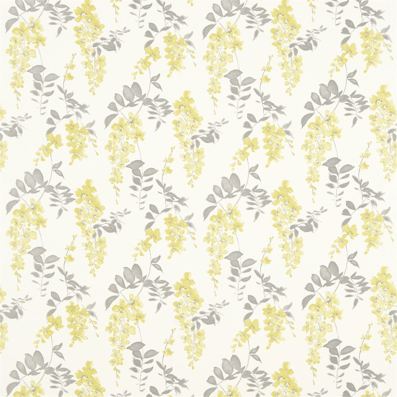 Wisteria Blossom DCHK223578
