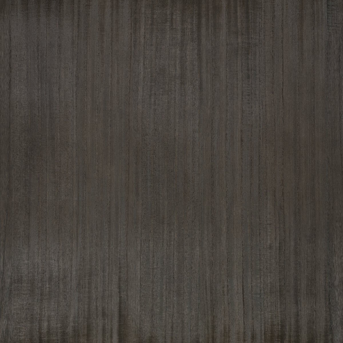 Paulownia ZW148-04
