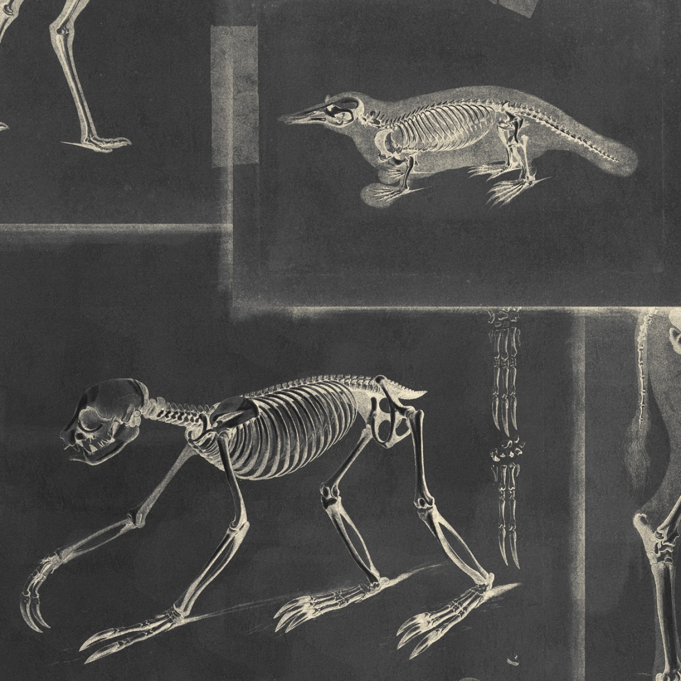 Zooarchaeology Anthracite WP20237